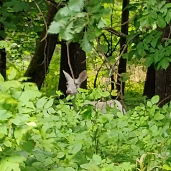 π Vintage Chinese 100% Dragon COBALT BLUE Embroidered KIMONO SHIRT Sz XL EVC - Picture 13 of 13